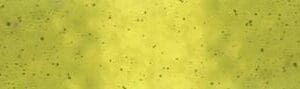 Ombre Galaxy Metallic LIME GREEN