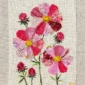 cosmos